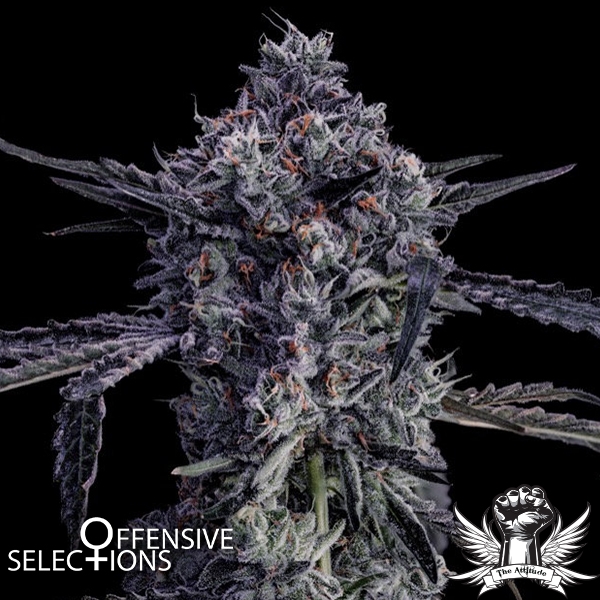 Offensive Selections Seeds Black Market
