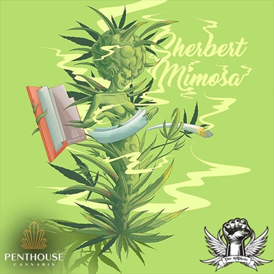 attitude penthouse sherbert mimosa_400x400.jpg