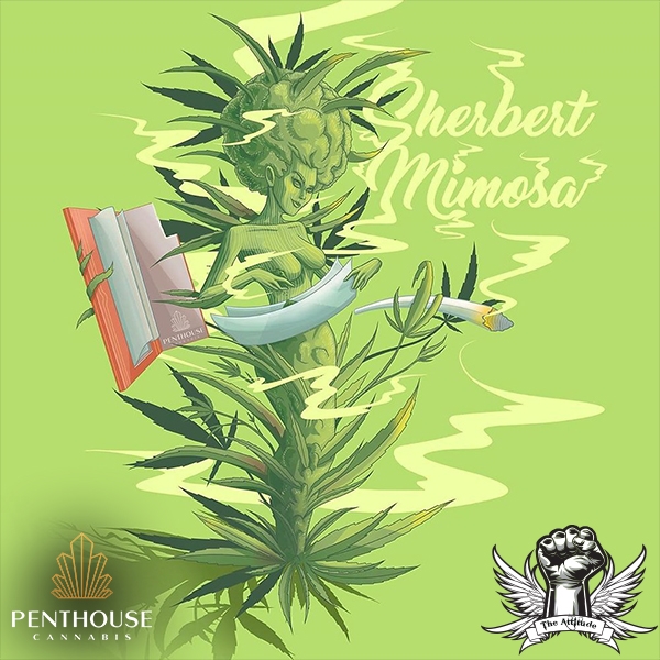 attitude penthouse sherbert mimosa_600x600.jpg