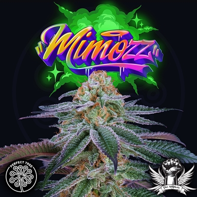 Perfect Tree Mimozz (PEACH OZZ LINE)
