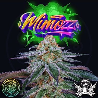 Mimozz (PEACH OZZ LINE) Strain