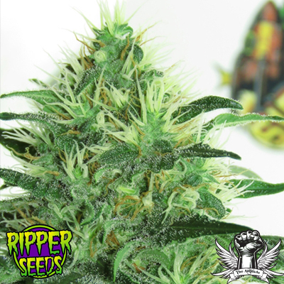 Ripper Seeds Sideral