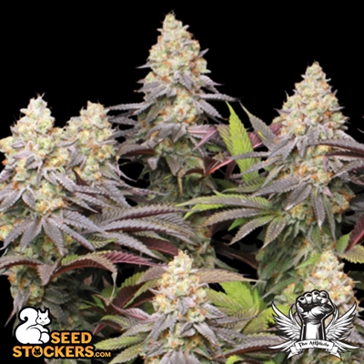 Seeds Panty Punch Strain