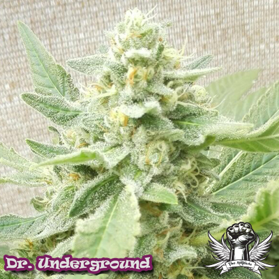 Dr. Underground Seeds Sweet-O