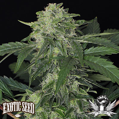 Exotic Seed Jungle Fever AUTO
