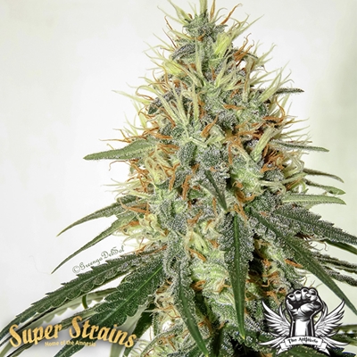 Super Strains Seeds Enemy of the State