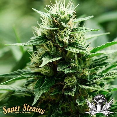Super Strains Seeds Mexican Candy