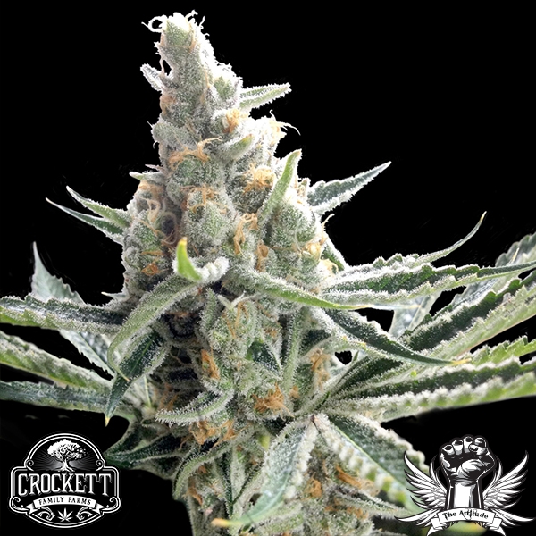 Crocketts Tangie - Crockett Family Farms - Cannabis Seeds