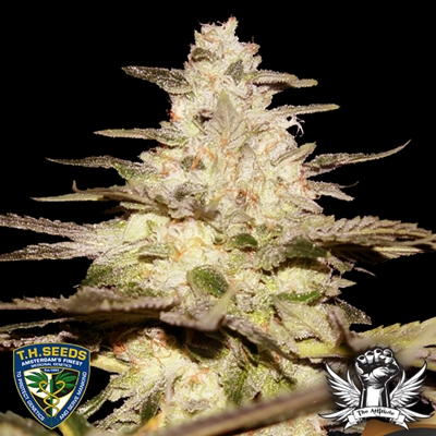 T H Seeds CaliFunk Strain - SeedFare Find the Perfect Seed at the Right ...