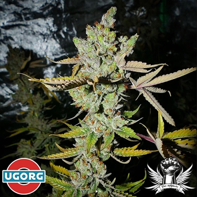 Underground Originals Seeds UGORG#1 BX1