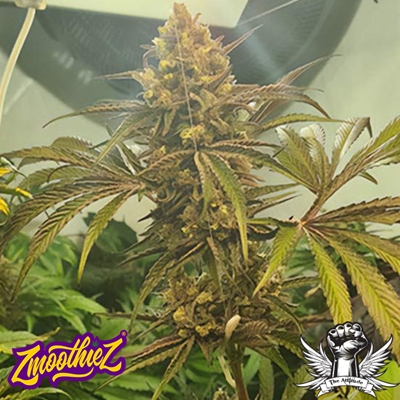 Zmoothiez Seeds Candy Lime