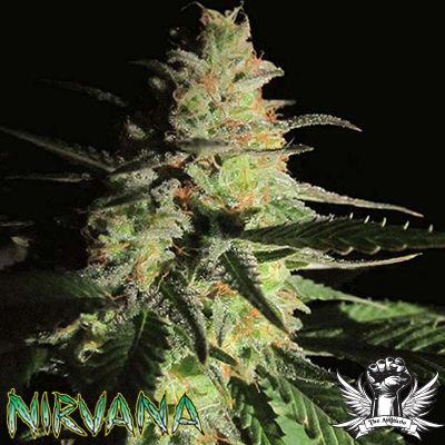 Nirvana Seeds Aurora Indica