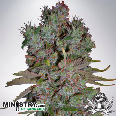Ministry of Cannabis AUTO Blueberry Domina