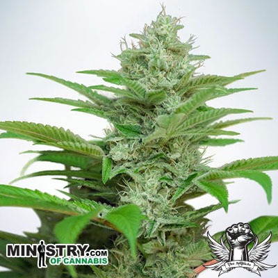 Ministry of Cannabis AUTO CBD Star