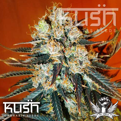 Kush Cannabis Seeds Auto Kush