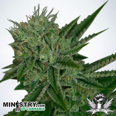 Ministry of Cannabis AUTO Northern Lights