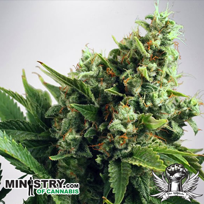 Ministry of Cannabis AUTO White Widow