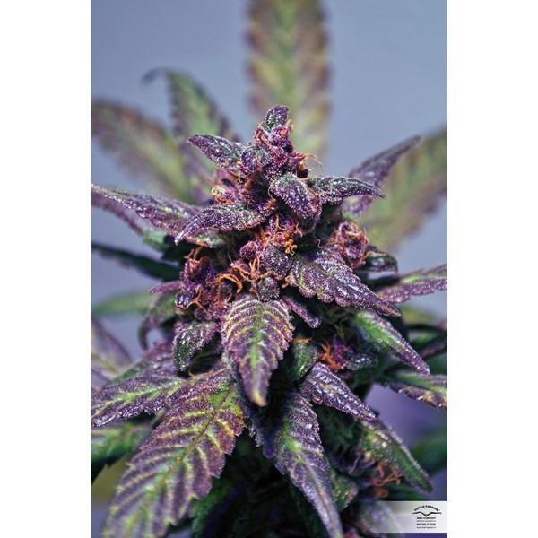 autoblackberry kush autoflowering cannabis seeds 15_600x600.jpg