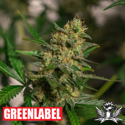Green Label Seeds Automatic Easy Skunk AKA Automatic Cheese