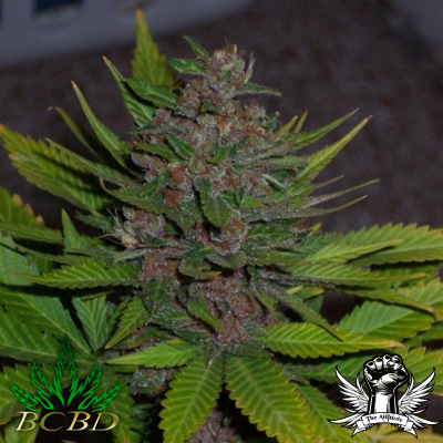 BC Bud Depot Seeds BC Blueberry