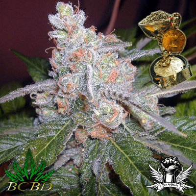 BC Bud Depot Seeds The Purps