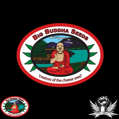 Big Buddha Seeds Buddhalato