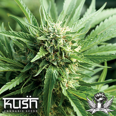 Kush Cannabis Seeds Blueberry Kush