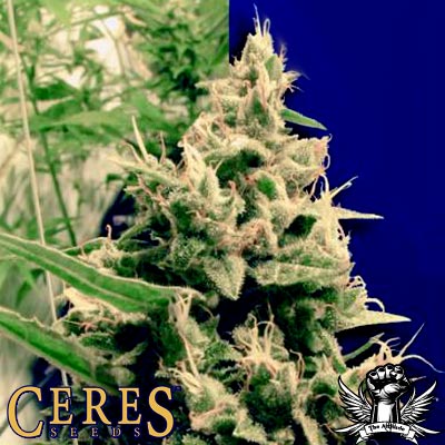 Ceres Seeds Hollands Hope