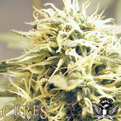 Ceres Seeds Kush