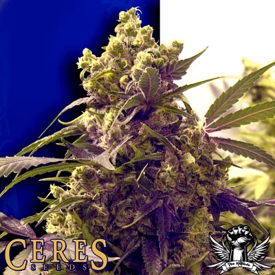 Ceres Seeds Purple