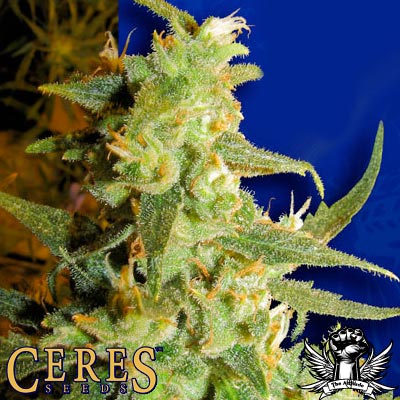 Ceres Seeds Skunk Haze