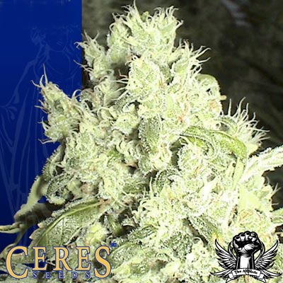 Ceres Seeds White Indica