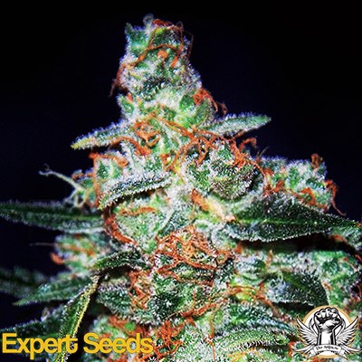 Expert Seeds Cheese AUTO