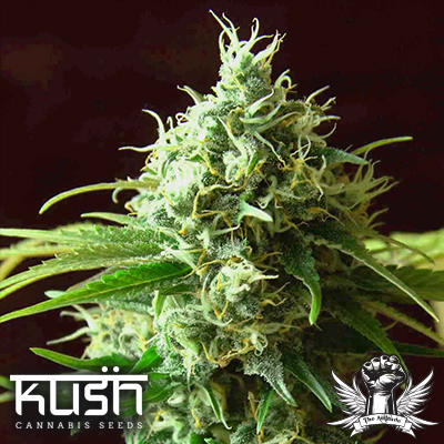 Kush Cannabis Seeds Cheese Kush