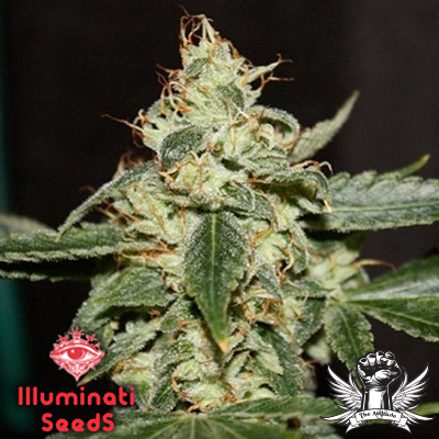 Illuminati Seeds Chemdawg 104