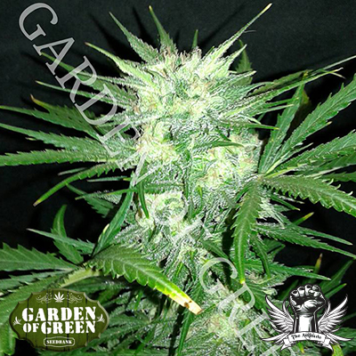 Garden of Green Seeds Girl Scout Cookies AUTO aka Cookie Monster AUTO