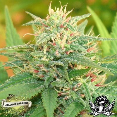 Cream of the Crop Seeds Narcotic Kush AUTO