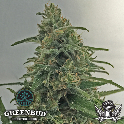 Greenbud Seeds Critical Early Version