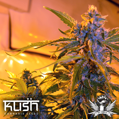 Kush Cannabis Seeds Critical Kush Auto
