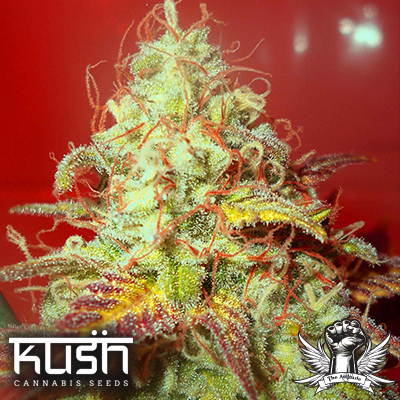 Kush Cannabis Seeds Critical Kush