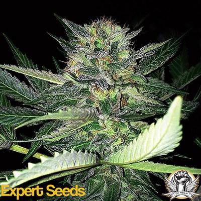 Expert Seeds Critical Lights