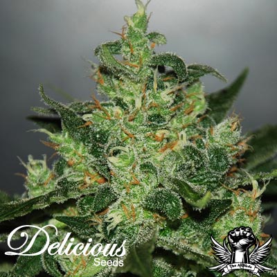 Delicious Seeds AUTO Critical Jack Herer