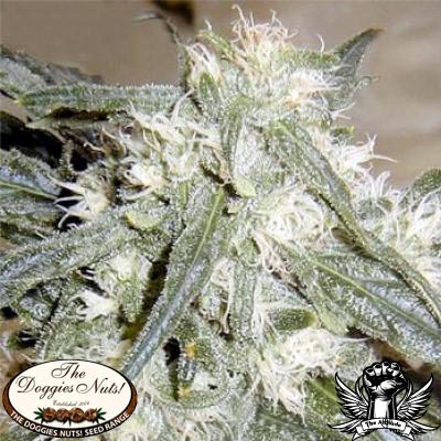 The Doggies Nuts Seeds Northern Lights #1