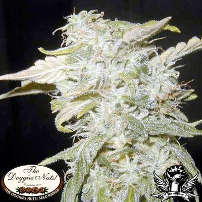 The Doggies Nuts Seeds Sweet Tooth #33