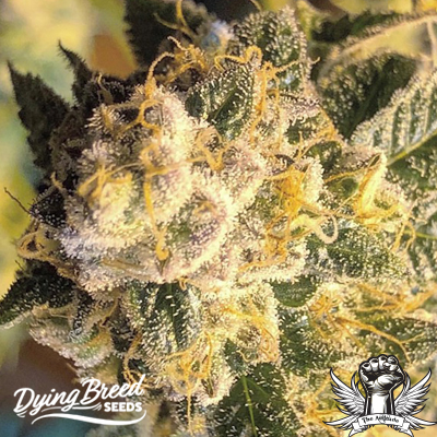 Dying Breed Seeds OZ #6