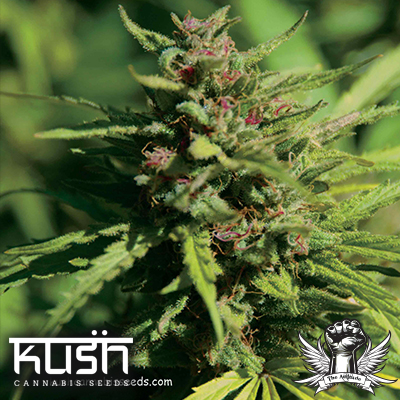 Kush Cannabis Seeds Fire Kush