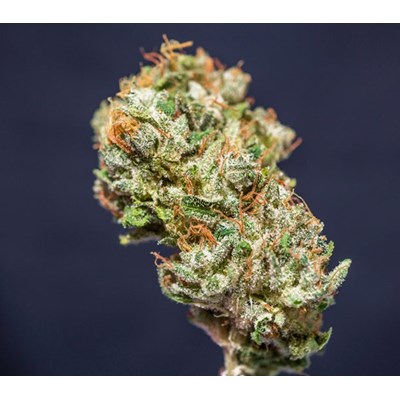 frosty friday super sativa seed club bud picture_400x400.jpg
