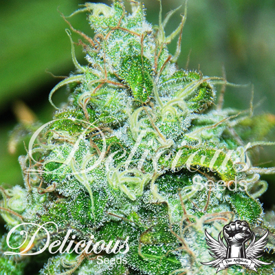 Delicious Seeds Fruity Chronic Juice