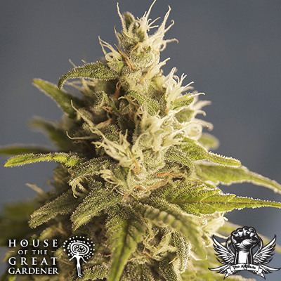 House of the Great Gardener Seeds GG #1