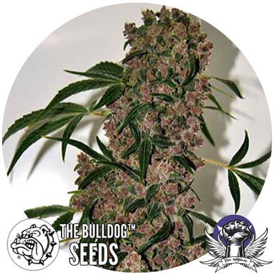 The Bulldog Seeds Girl Scout Cookies XTRM